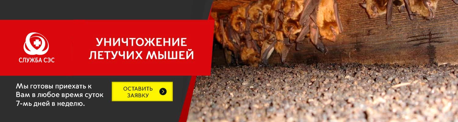 Уничтожение летучих мышей в Звенигороде